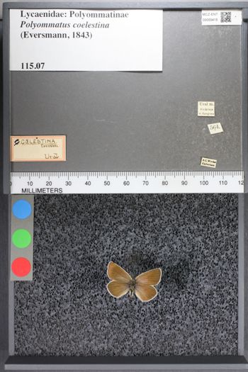 Media type: image;   Entomology 55415